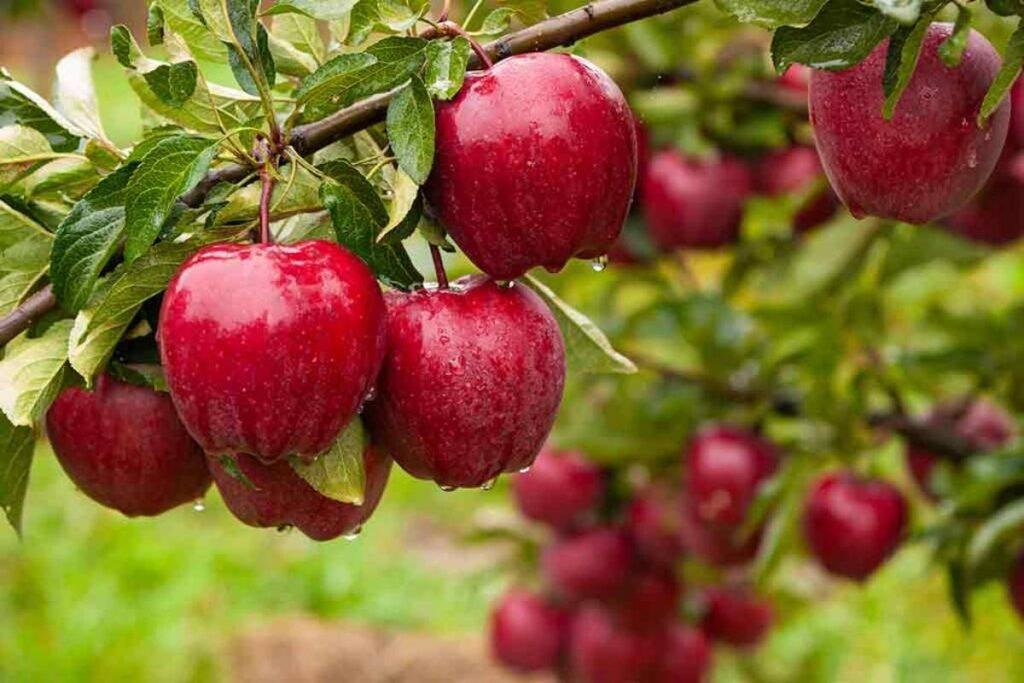 Hapke Apple Plant